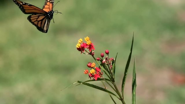Monarch Butterfly Lands Softly on Milkweed Plant Super Slow Motion