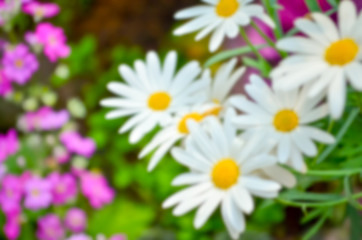 colorful flower in the garden with blur background