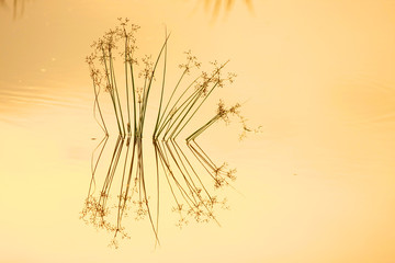 backgroind, silhouette grass in golden water color