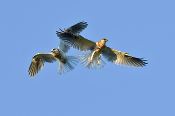 Whitetailed Kites carrying prey and chasing each other for it