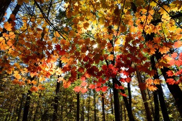 カラマツ林の中で楓がきれいに紅葉
