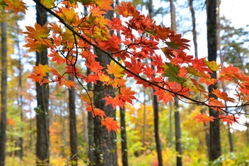 カラマツ林の中で楓がきれいに紅葉
