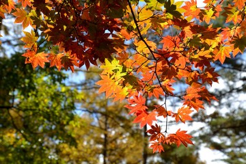 カラマツ林の中で楓がきれいに紅葉