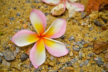 plumeria flower on the sand