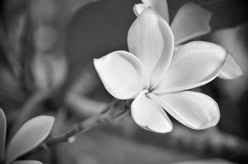 white frangipani tropical flower, plumeria flower blooming on tr