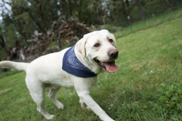 Bandana Dog