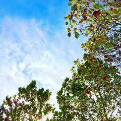 canopy of autumn trees and the sky