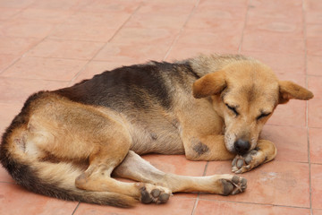 Brown and black homeless Thai dog sleep on the side street