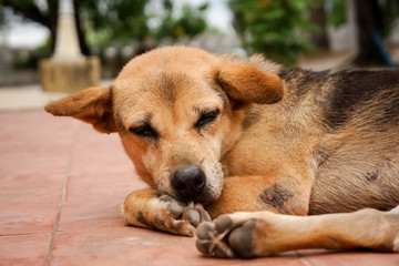 Brown and black homeless Thai dog sleep on the side street