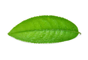 Fototapeta na wymiar leaves green tea with drops of water isolated on white backgroun
