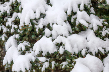 Fir branches covered with fresh snow, falling snowflakes, winter background