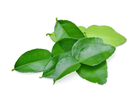 Kaffir lime leaf isolated on white background