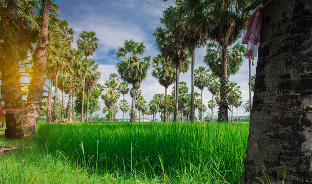 Sugar palm in rice field