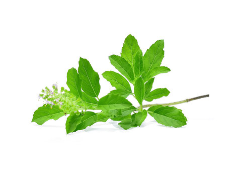 Basil flower, stalk and leaves isolated on a white