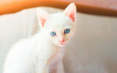 Obraz premium cat