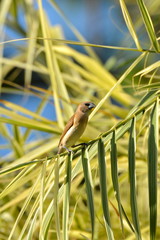 Chestnut-breasted mannikin, exotic bird