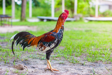 gamecock, fighting cock
