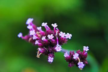 Obraz premium / fresh sprout of wild flower / A close up view of fresh sprout of wild flower, korea 