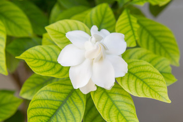 Selective focus to Cape Jasmine 