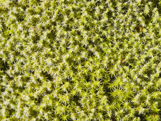 Green moss texture or background macro, selective focus, shallow DOF