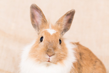 Portrait von einer Kaninchendame