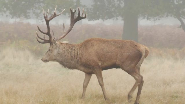 Red Deer stag (Cervus elaphus) walking right to left on a misty morning