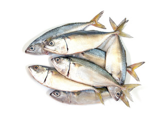 Fresh mackerel fish isolated on white background.Mackerel isolat