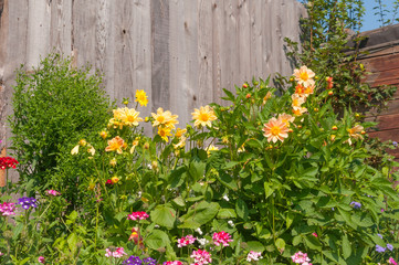Fototapeta premium Flowers on a background of wooden fence