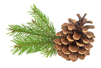 Beautiful pine cone with branch isolated on a white background