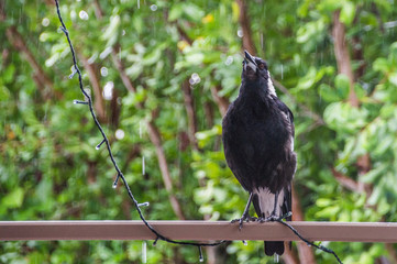 Magpie SInging in the Rain