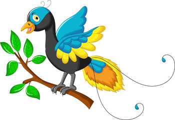 cute paradise bird cartoon