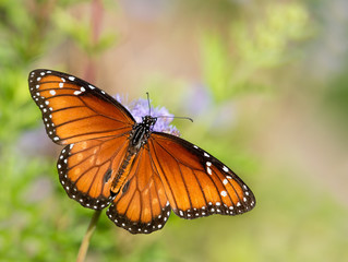 Fototapeta na wymiar The Soldier or Tropical Queen butterfly (Danaus eresimus) feeding on Greggs Mistflowers (Conoclinium greggii) in the autumn garden 