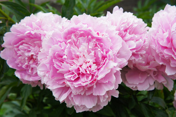 Many pink bushy peony flowers