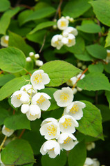 Branch of blossoming jasmine flowers