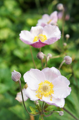 Anemone hupehensis purple flowers