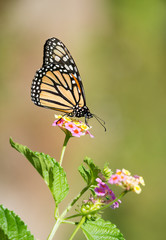 Monarch butterfly (Danaus plexippus) feeding on Lantana flowers in the garden. Natural green background with copy space.