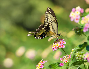 The Giant Swallowtail (Papilio cresphontes) butterfly feeding on Lantana flowers. Natural green background with copy space.