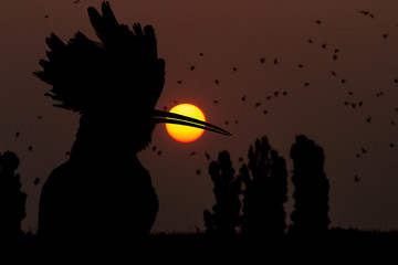 hoopoe silhouette against the background of the migrating flocks  swallows