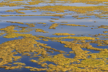 polluted river algae