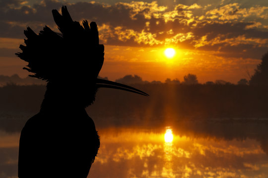 hoopoe silhouette against the backdrop of the lake