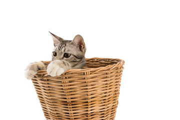 Fototapeta na wymiar cat in basket,look outside,isolated white background
