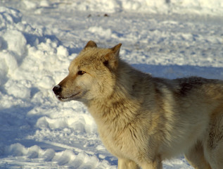 Obraz premium White wolf in the snow