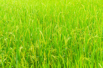 Fresh green rice plant on rice field Thailand