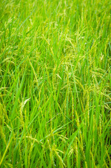 Fresh green rice plant on rice field