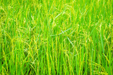 Fresh green rice plant on rice field