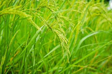 Fototapeta na wymiar Fresh green rice plant on rice field shallow depth of field Thai