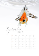 goldfish with 2017 calendar on white background