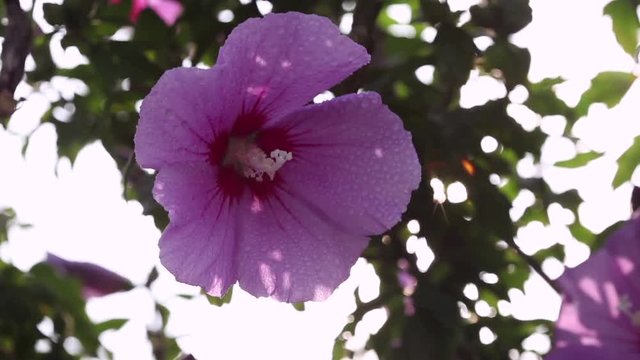 Swaying of Mugunghwa, Rose of Sharon
