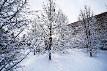 winter tree bare under snow