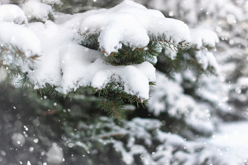 winter fir tree snow
